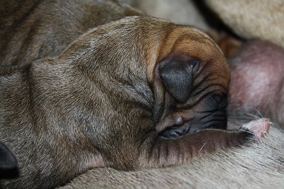 lola pup
