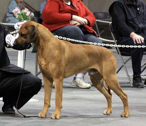 canadian ridgeback