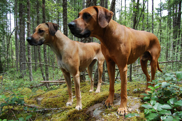 Copyright COSO Ridgebacks