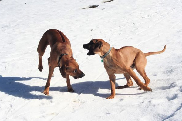 Copyright COSO Ridgebacks