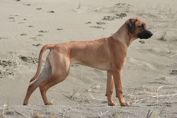 Copyright COSO Ridgebacks