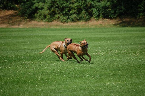 Copyright COSO Ridgebacks