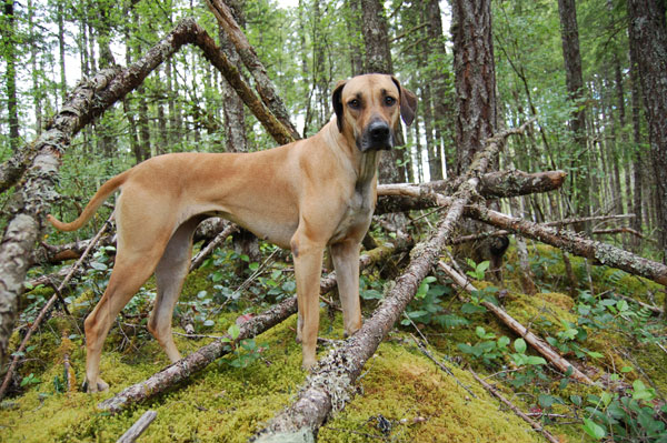 Copyright COSO Ridgebacks