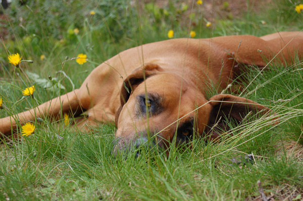 Copyright COSO Ridgebacks