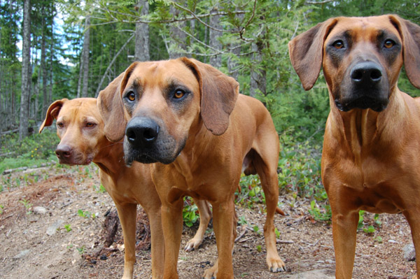 Copyright COSO Ridgebacks