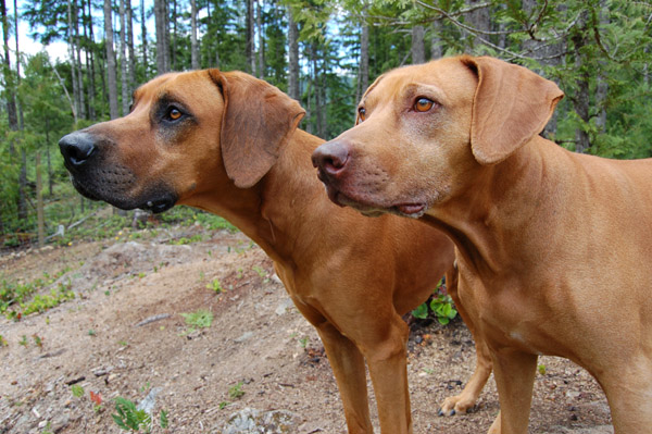 Copyright COSO Ridgebacks