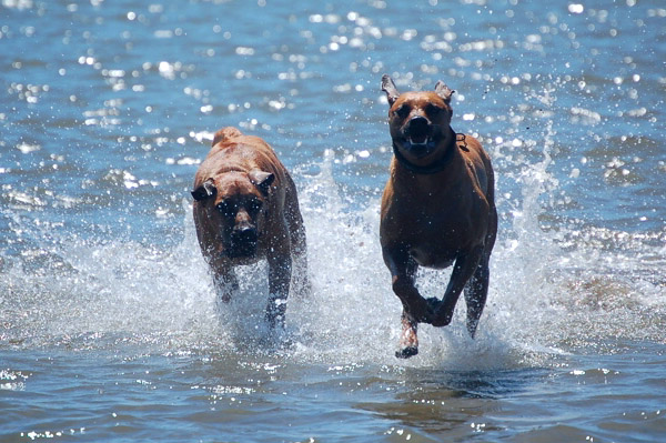 Copyright COSO Ridgebacks