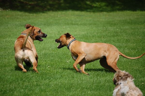 Copyright COSO Ridgebacks