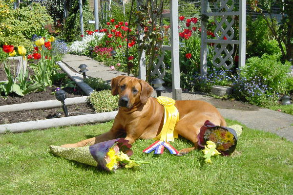 Copyright COSO Ridgebacks