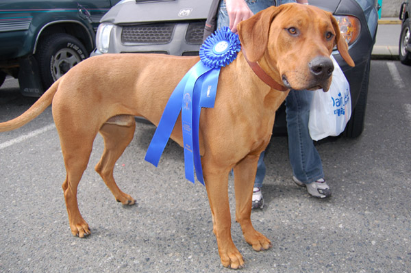 Copyright COSO Ridgebacks